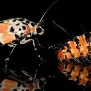 thumbnail for publication: Ornate Bella Moth, Rattlebox Moths Utetheisa ornatrix (Linnaeus) (Insecta: Lepidoptera: Erebidae: Arctiinae)